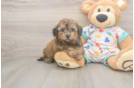 Playful Bichpoo Poodle Mix Puppy