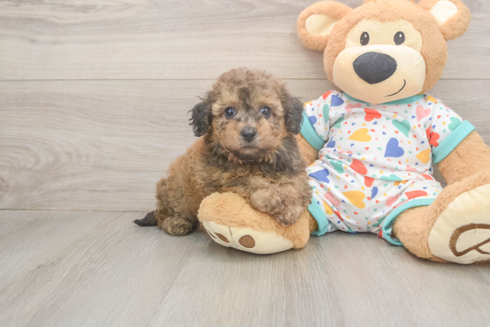 Playful Bichpoo Poodle Mix Puppy