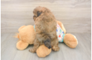 Sweet Poochon Baby
