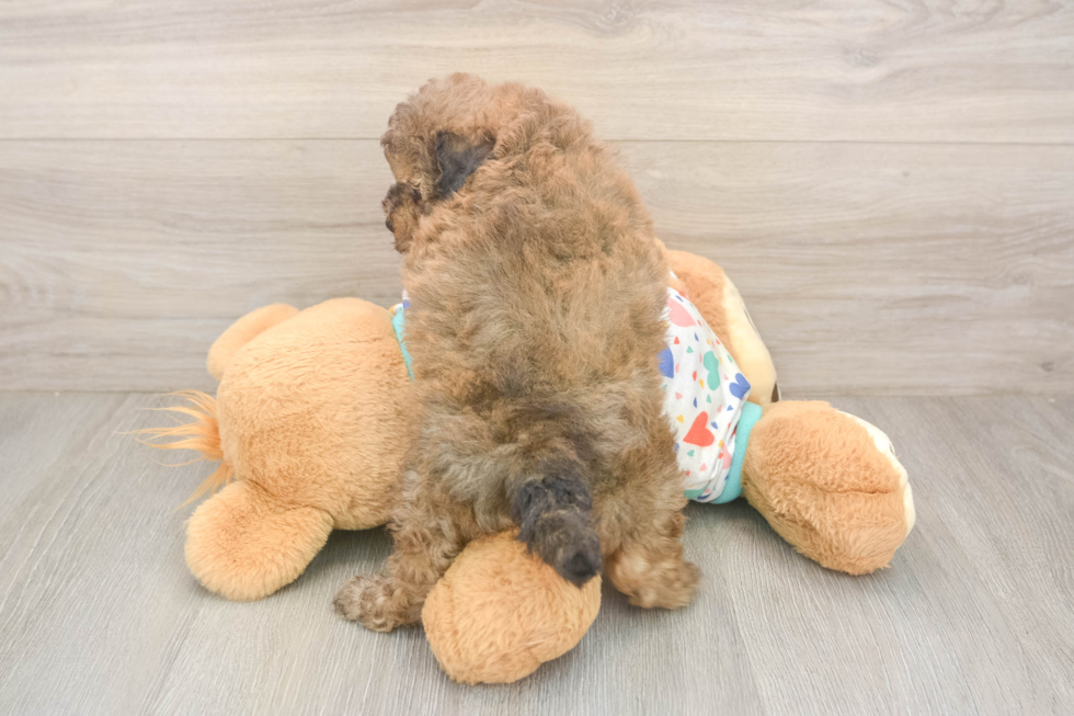 Sweet Poochon Baby