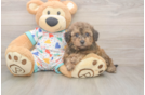 Poochon Puppy for Adoption