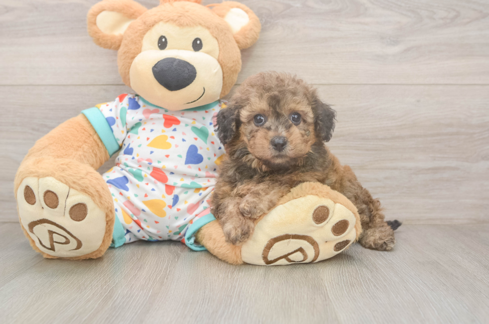 5 week old Poochon Puppy For Sale - Simply Southern Pups