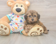 8 week old Poochon Puppy For Sale - Simply Southern Pups 8 week old Poochon Puppy For Sale - Simply Southern Pups