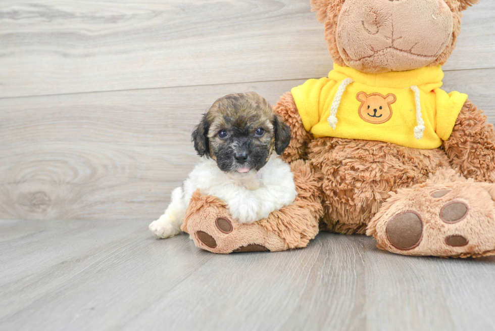 Popular Poochon Poodle Mix Pup