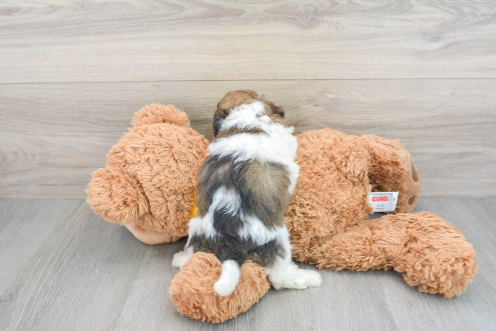 Friendly Poochon Baby
