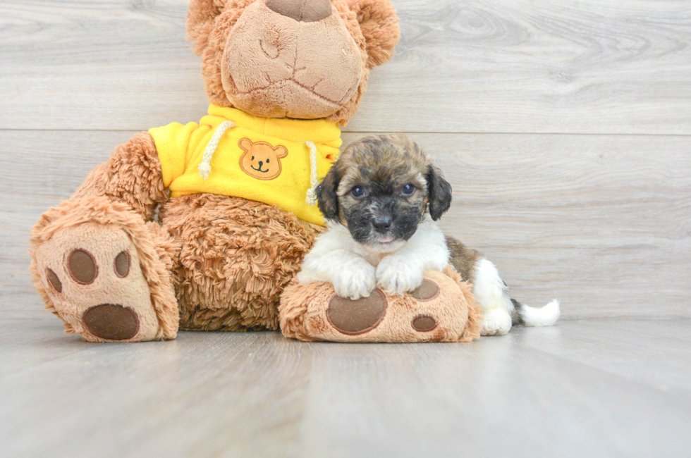 5 week old Poochon Puppy For Sale - Simply Southern Pups