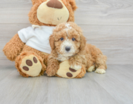7 week old Poodle Puppy For Sale - Simply Southern Pups
