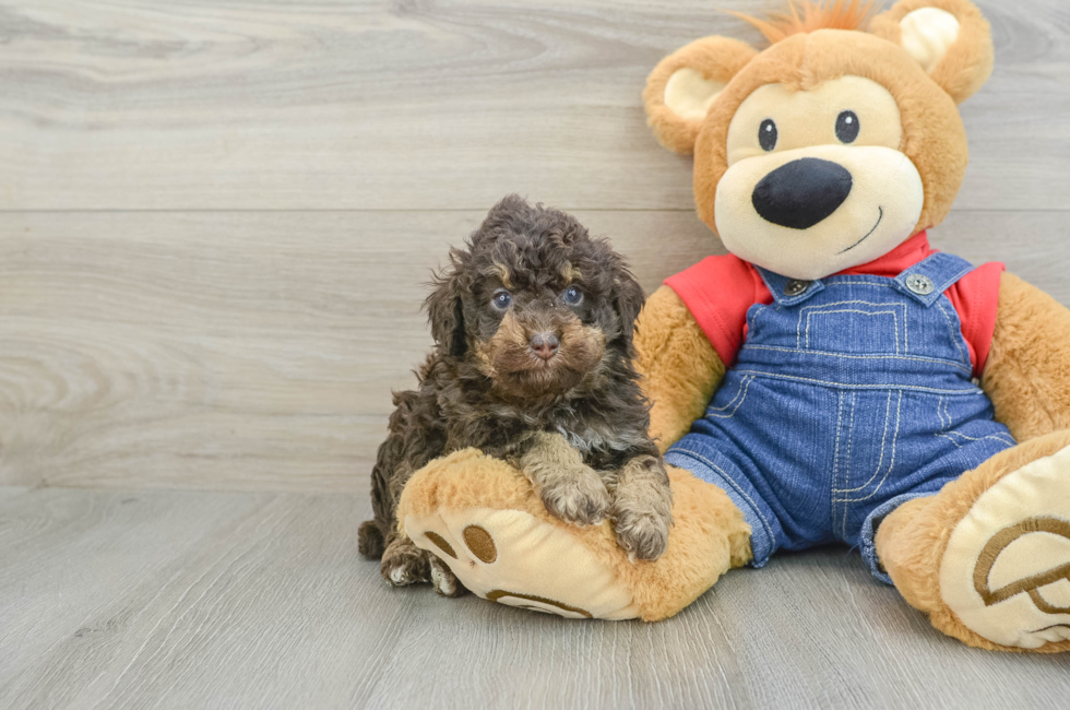 5 week old Poodle Puppy For Sale - Simply Southern Pups