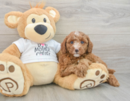 7 week old Poodle Puppy For Sale - Simply Southern Pups