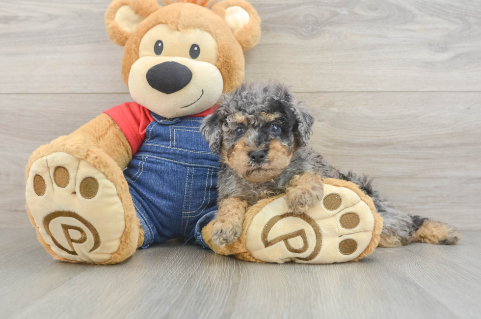 5 week old Poodle Puppy For Sale - Simply Southern Pups