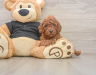 6 week old Poodle Puppy For Sale - Simply Southern Pups