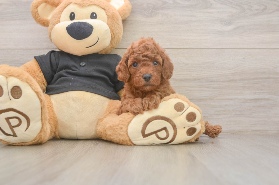 5 week old Poodle Puppy For Sale - Simply Southern Pups