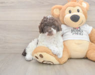 8 week old Poodle Puppy For Sale - Simply Southern Pups
