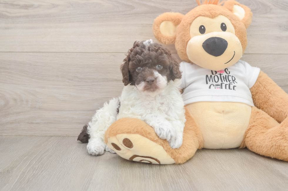 6 week old Poodle Puppy For Sale - Simply Southern Pups