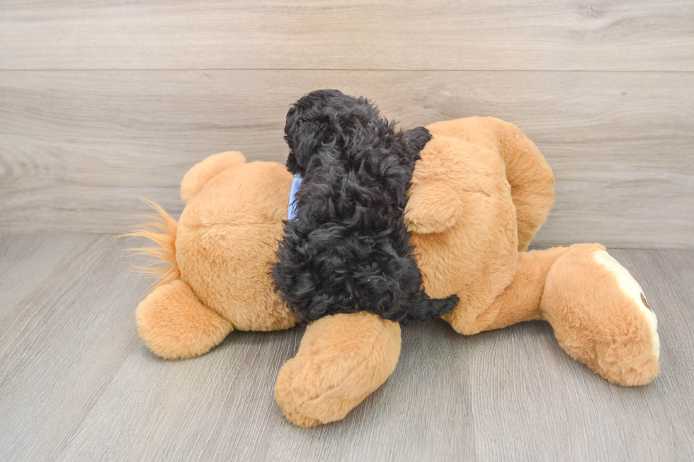 Best Poodle Baby