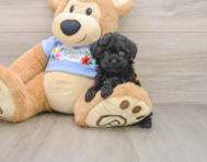 6 week old Poodle Puppy For Sale - Simply Southern Pups