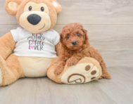 8 week old Poodle Puppy For Sale - Simply Southern Pups