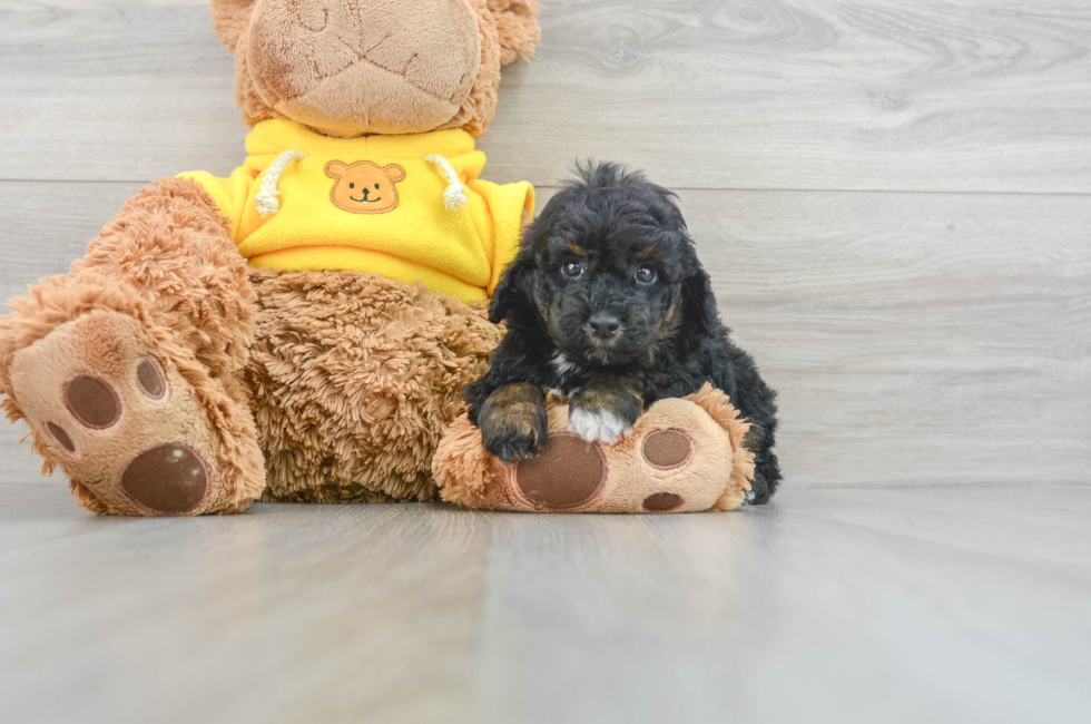 5 week old Poodle Puppy For Sale - Simply Southern Pups
