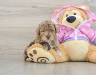 5 week old Poodle Puppy For Sale - Simply Southern Pups