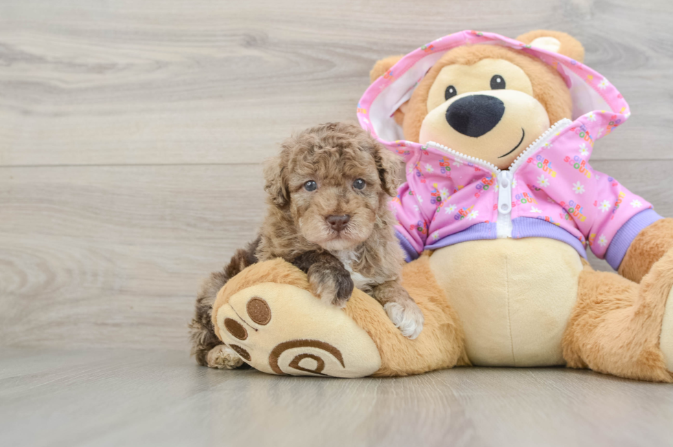 5 week old Poodle Puppy For Sale - Simply Southern Pups