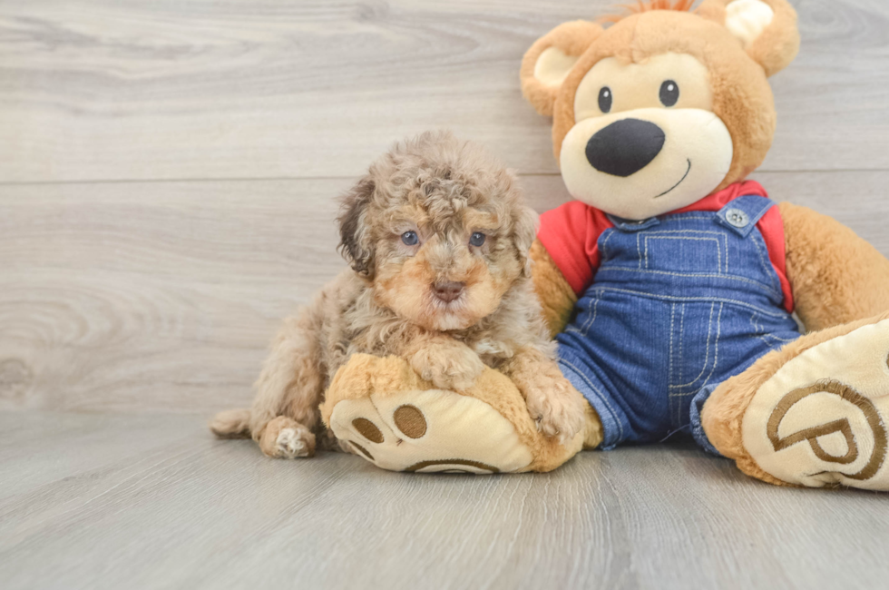 5 week old Poodle Puppy For Sale - Simply Southern Pups