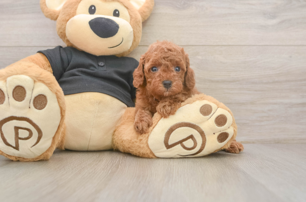 5 week old Poodle Puppy For Sale - Simply Southern Pups