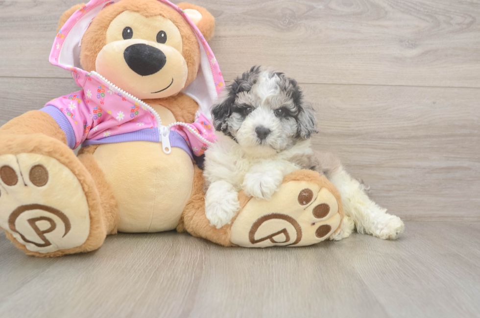 5 week old Poodle Puppy For Sale - Simply Southern Pups