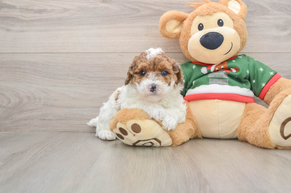 5 week old Poodle Puppy For Sale - Simply Southern Pups