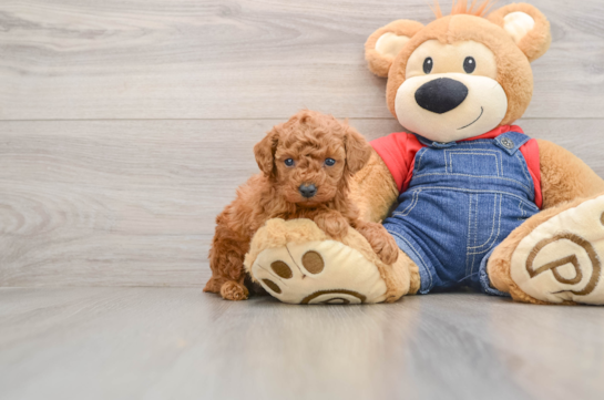 Poodle Pup Being Cute