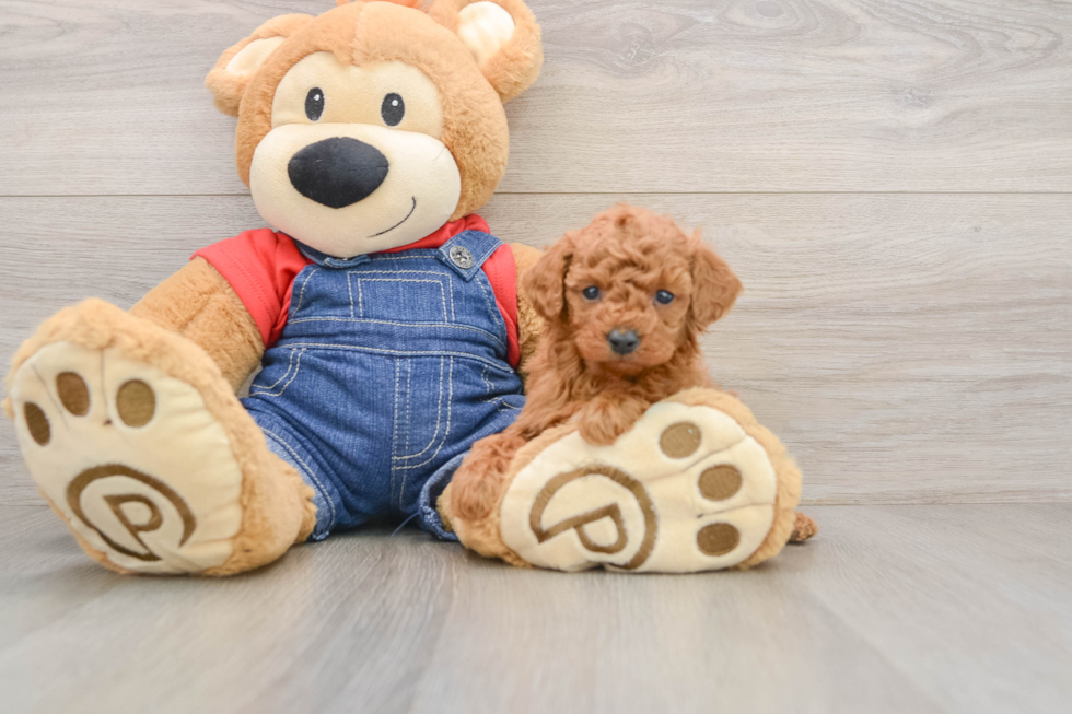 Poodle Puppy for Adoption