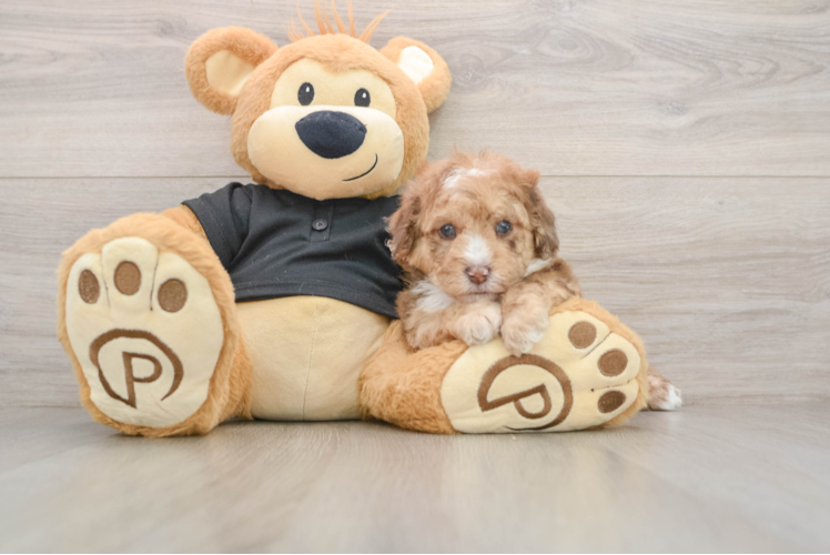 Little Poodle Purebred Pup