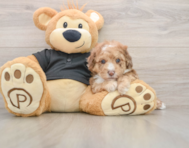 5 week old Poodle Puppy For Sale - Simply Southern Pups