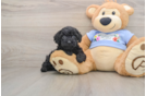 Best Poodle Baby