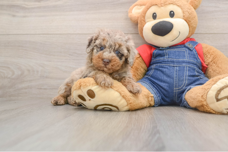 Best Poodle Baby