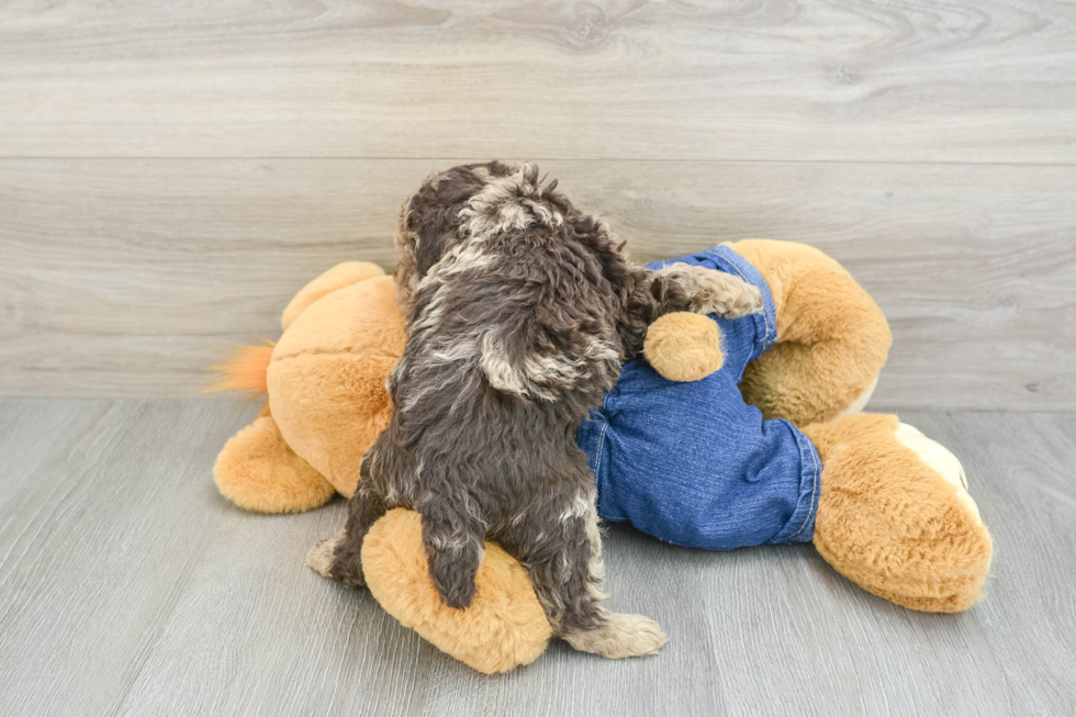 Fluffy Pooodle Purebred Puppy