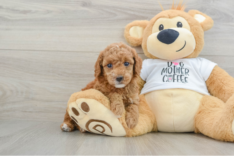 Petite Caniche Purebred Puppy