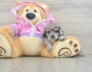 5 week old Poodle Puppy For Sale - Simply Southern Pups