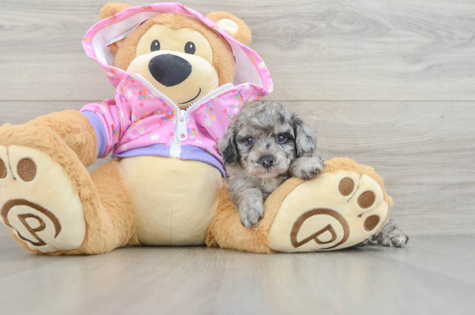 5 week old Poodle Puppy For Sale - Simply Southern Pups