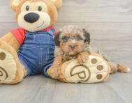 7 week old Poodle Puppy For Sale - Simply Southern Pups