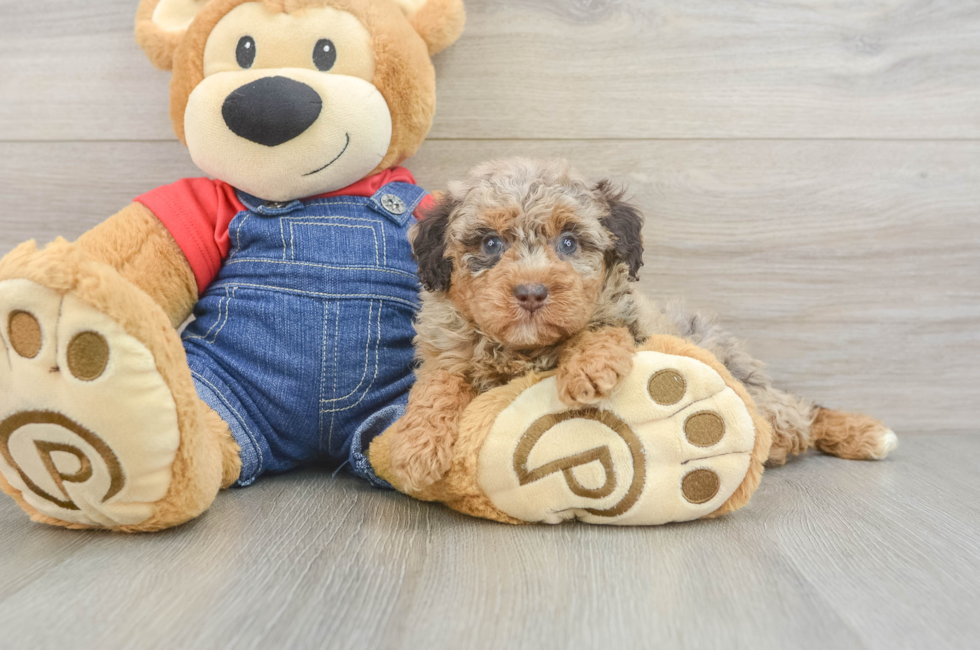5 week old Poodle Puppy For Sale - Simply Southern Pups