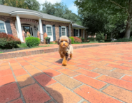 9 week old Poodle Puppy For Sale - Simply Southern Pups
