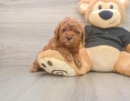 6 week old Poodle Puppy For Sale - Simply Southern Pups