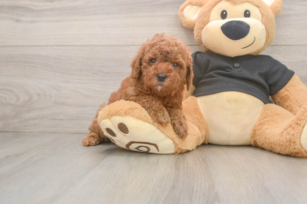 5 week old Poodle Puppy For Sale - Simply Southern Pups