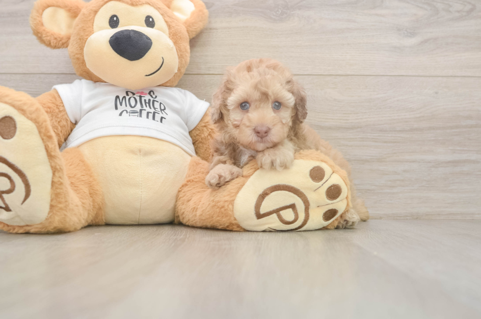 6 week old Poodle Puppy For Sale - Simply Southern Pups