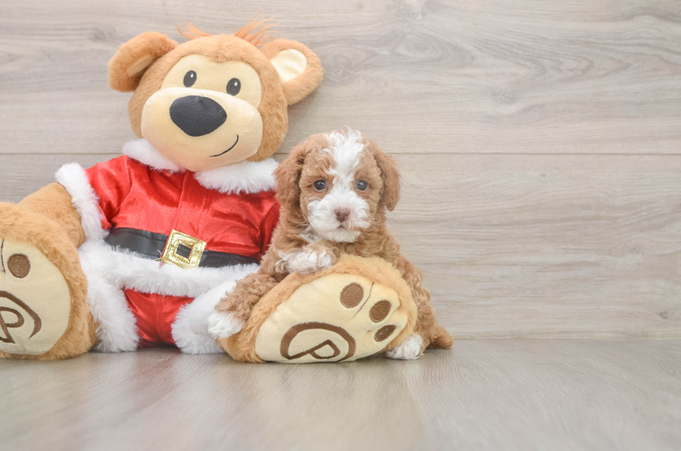 5 week old Poodle Puppy For Sale - Simply Southern Pups