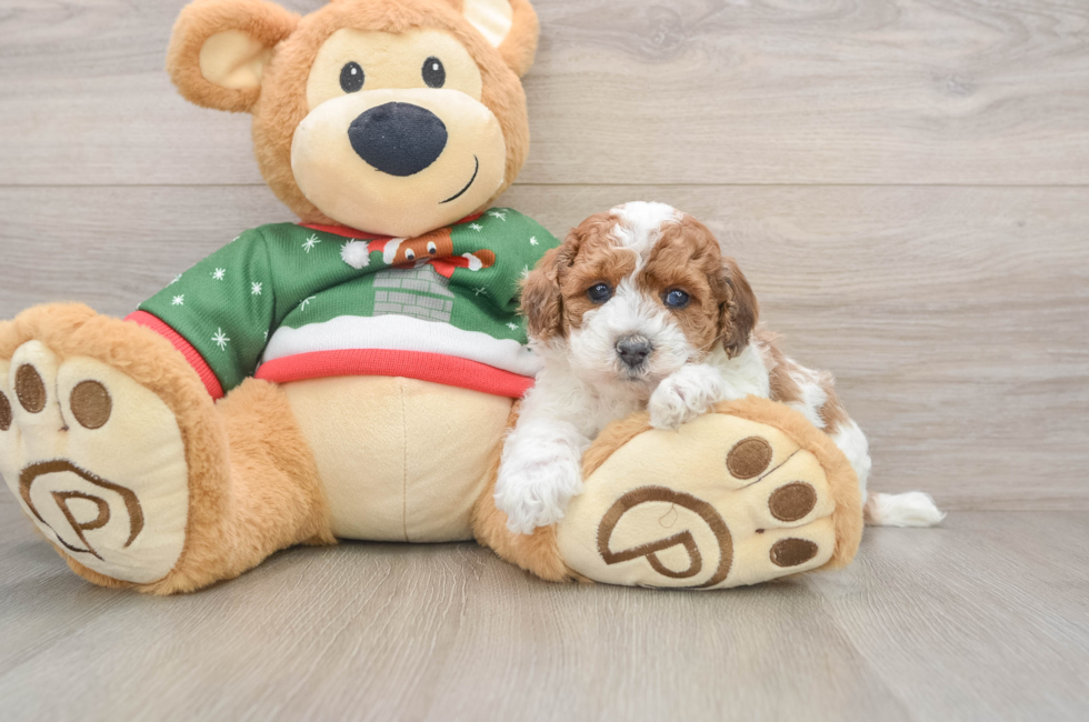 5 week old Poodle Puppy For Sale - Simply Southern Pups