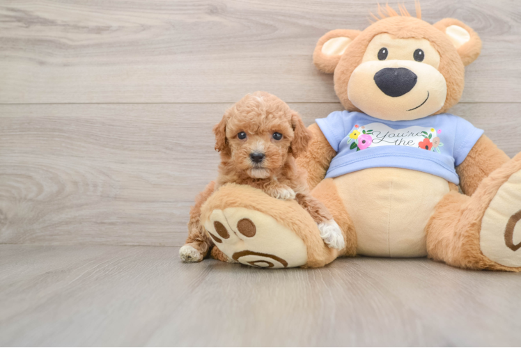 Energetic Pooodle Purebred Puppy