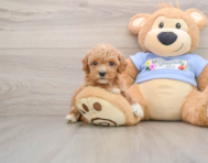 6 week old Poodle Puppy For Sale - Simply Southern Pups