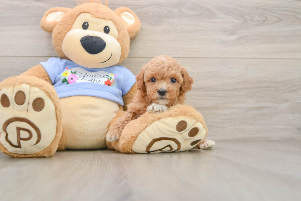 Fluffy Caniche Purebred Puppy