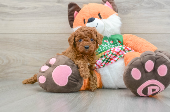 Playful Poodle Purebred Pup